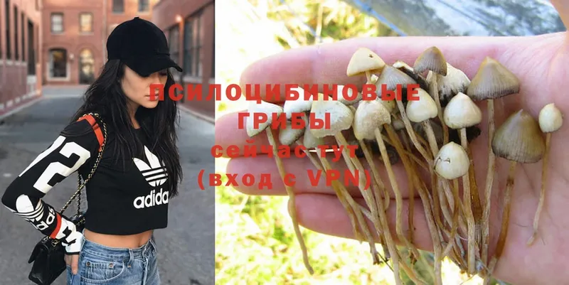 OMG зеркало  Аткарск  Псилоцибиновые грибы Magic Shrooms  магазин  наркотиков 